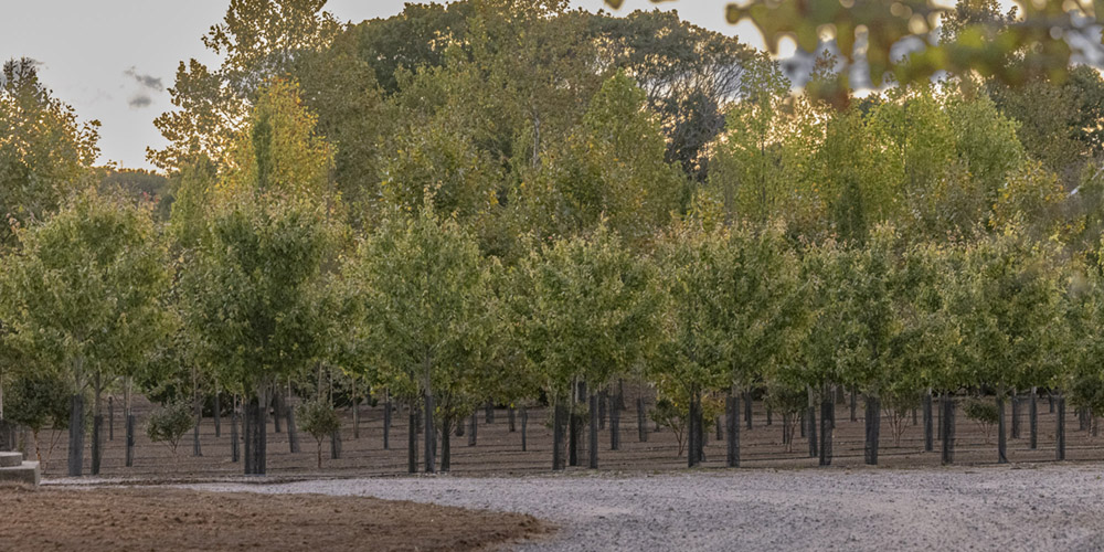 Owen Brothers Tree Farm